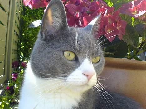 Huskat Ofelia billede 11