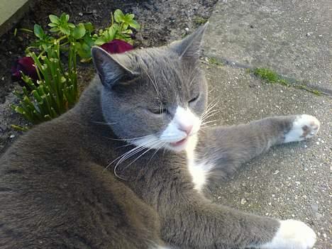 Huskat Ofelia billede 13