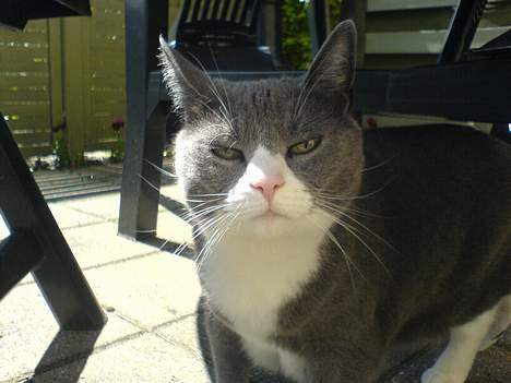 Huskat Ofelia billede 15