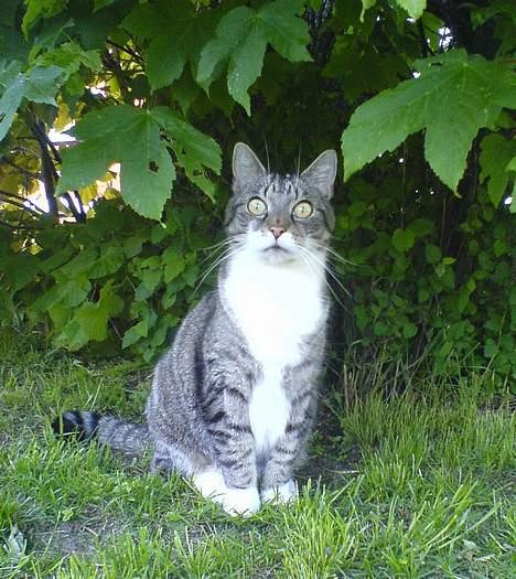 Huskat Krutte (Killing) billede 10