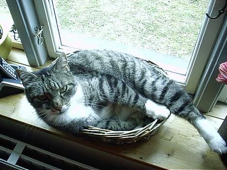 Huskat Krutte (Killing) billede 11