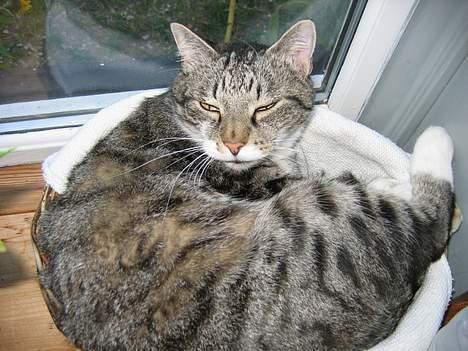 Huskat Krutte (Killing) billede 12