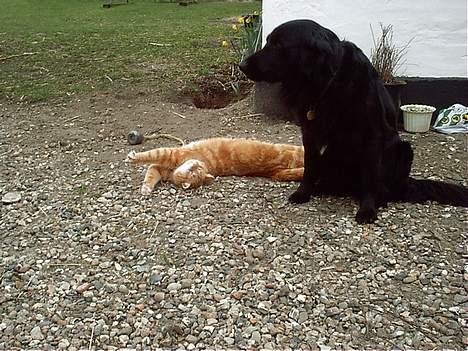 Huskat Rødbeden (Smukke) - Rødbeden og Prop billede 9
