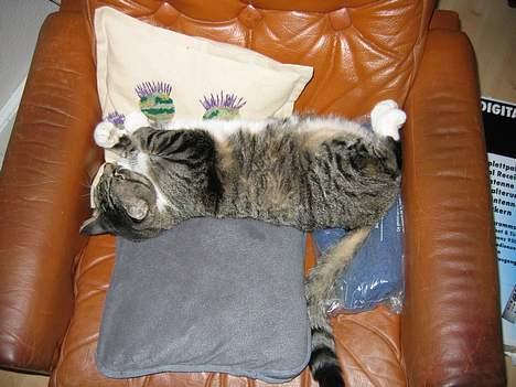 Huskat Krutte (Killing) billede 13