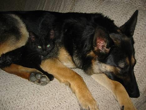 Norsk Skovkat Oliver - Hun skal nok passe på mig! billede 1