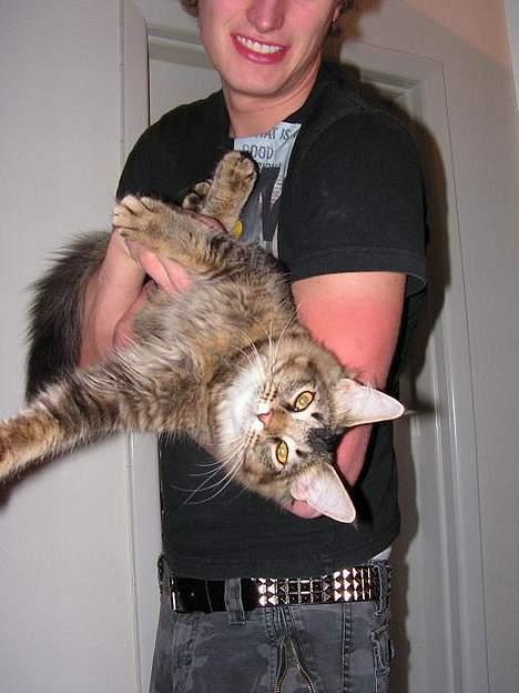 Norsk Skovkat Loke - Igen igang med at goere sig laekker.... billede 9