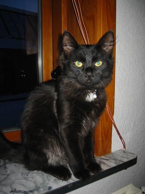 Norsk Skovkat Oliver - er jeg ikke dejlig? billede 2