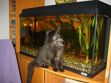 Norsk Skovkat Oliver - hvor ser de lækre ud! billede 3