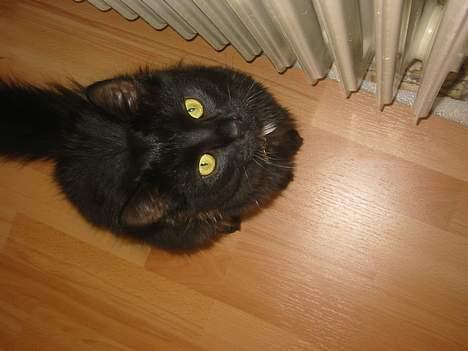 Norsk Skovkat Oliver - har du mad? billede 4