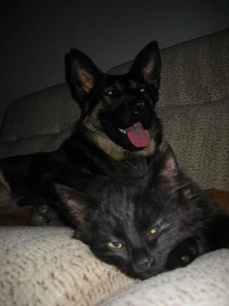 Norsk Skovkat Oliver - se mig billede 5