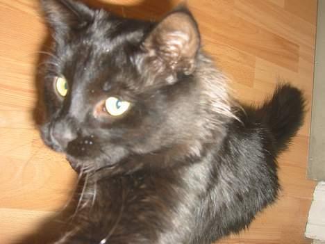 Norsk Skovkat Oliver - hov hvor er det? billede 6