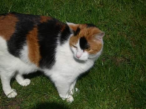 Huskat Frida billede 13