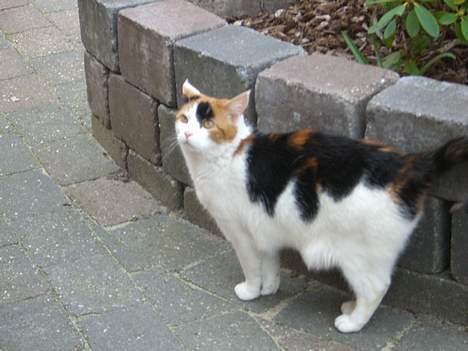 Huskat Frida billede 14