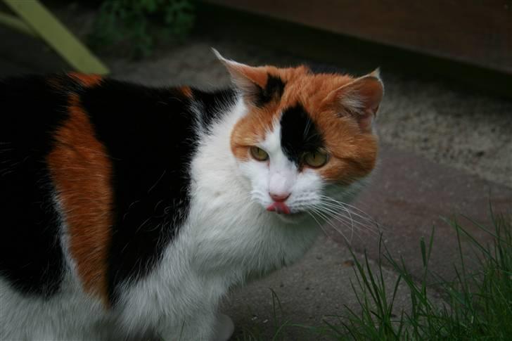 Huskat Frida billede 15