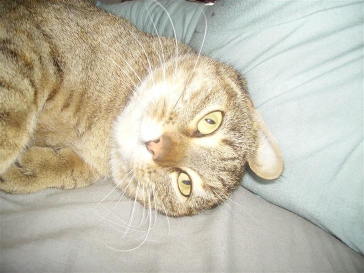 Huskat musen billede 15