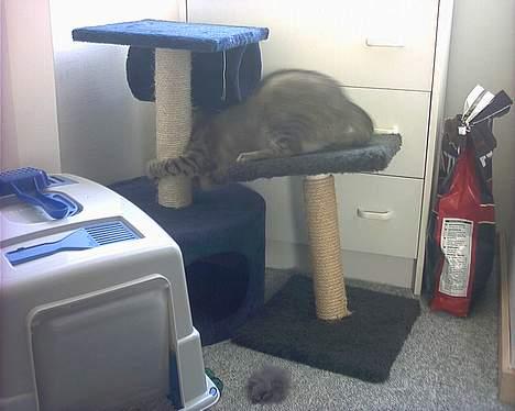 Huskat musen - Det er ikk nemt når man vil være på begge to på en gang billede 16