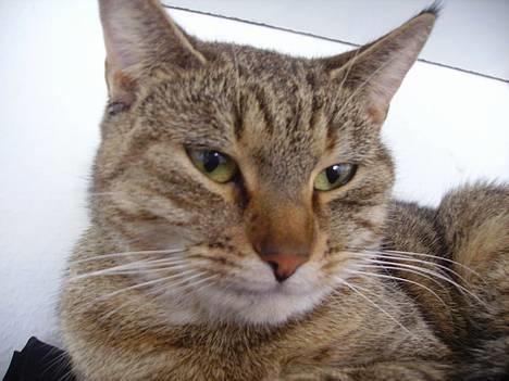 Huskat musen - mig billede 17