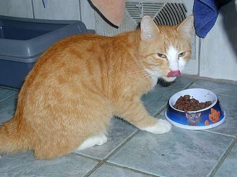 Huskat Bølle - uuhmm det er virkelig noget lækkert mad billede 1