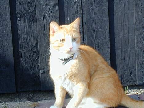 Huskat Bølle billede 2