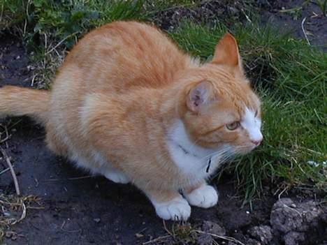 Huskat Bølle billede 3