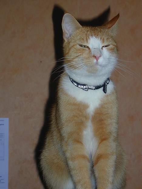 Huskat Bølle billede 4