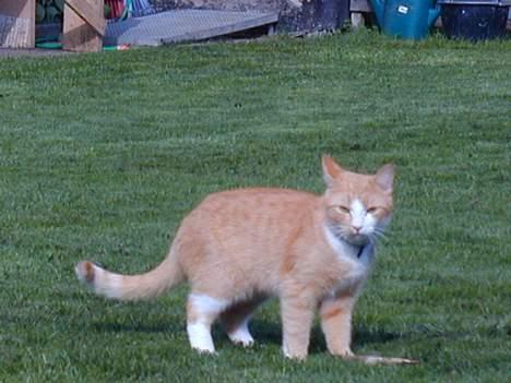 Huskat Bølle - hvor er alle mine venner billede 5