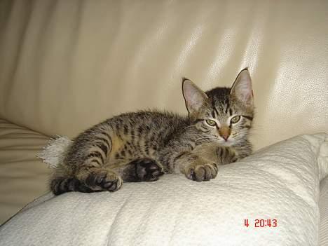 Huskat Simba billede 10