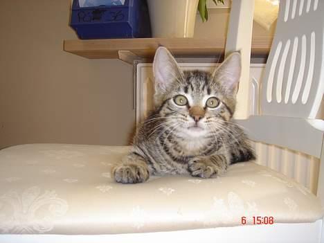 Huskat Simba billede 11