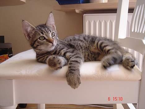 Huskat Simba billede 12