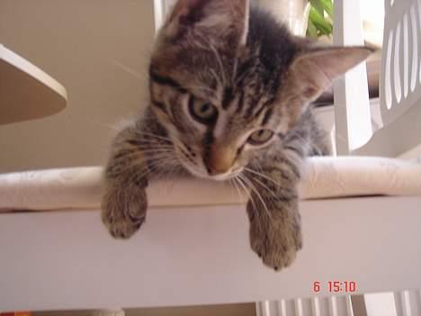 Huskat Simba billede 13