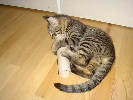 Huskat Simba billede 14