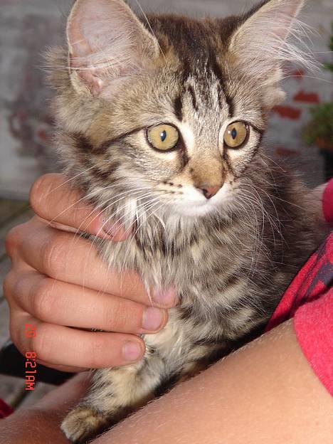 Norsk Skovkat Afrodithe - Afrodithe 2½ uge gammel. billede 1