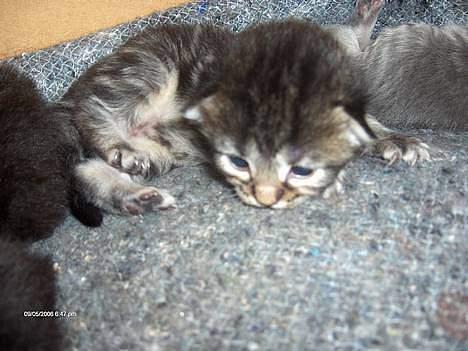 Norsk Skovkat Afrodithe - Lille Afrodithe med store øjne 1 uge gammel. billede 2