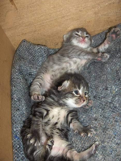 Norsk Skovkat Afrodithe - Afrodithe med sin bror Balou. billede 3