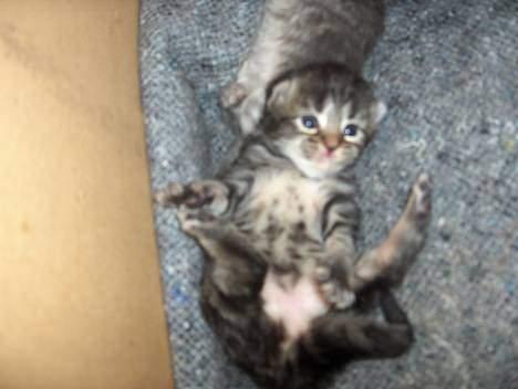 Norsk Skovkat Afrodithe - Afrodithe 2 uger gamel. billede 4