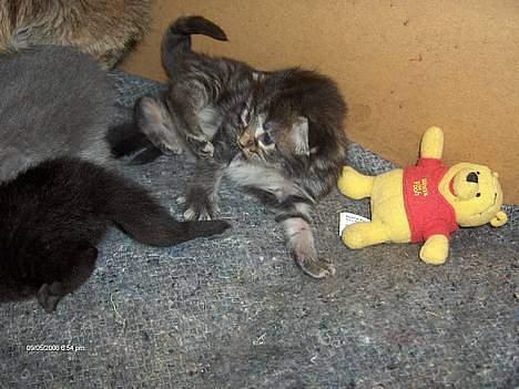 Norsk Skovkat Afrodithe - Afrodithe 2 uge med sin bamse. billede 5