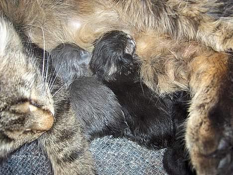 Norsk Skovkat Afrodithe - Her er lille Afrodithe sammen med sin bror Balou og mor Pjuske. billede 6