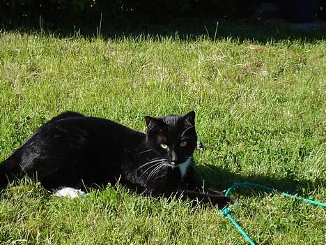 Blanding af racer Sille billede 11