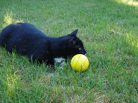 Blanding af racer Sille billede 12