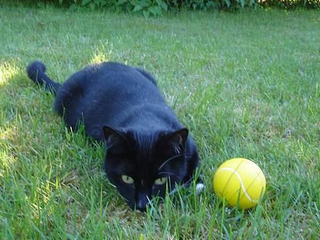 Blanding af racer Sille billede 13