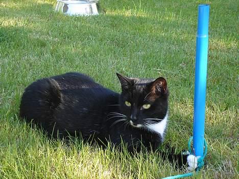 Blanding af racer Sille billede 14