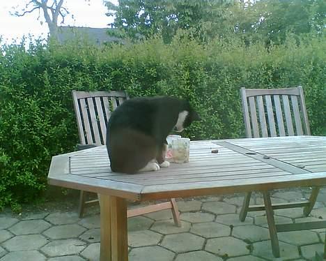 Blanding af racer Manse (Død) R.I.P billede 10