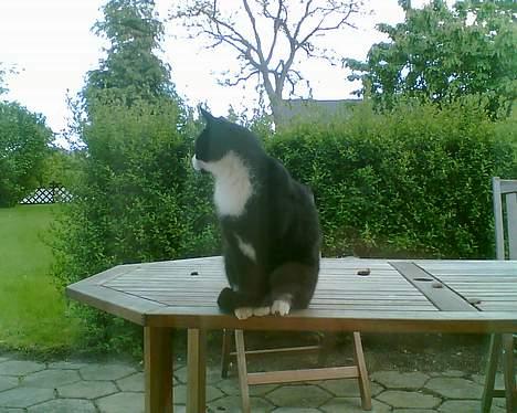 Blanding af racer Manse (Død) R.I.P billede 11