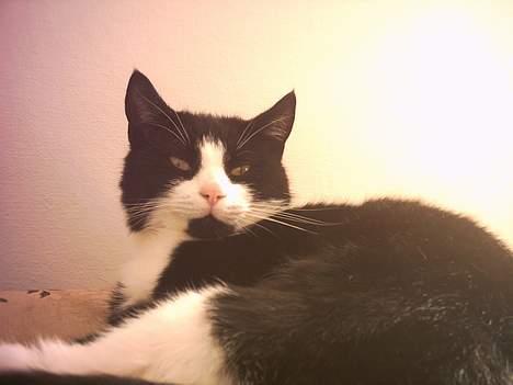 Blanding af racer Manse (Død) R.I.P billede 12