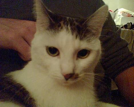 Huskat Cecil - lille cecil billede 1