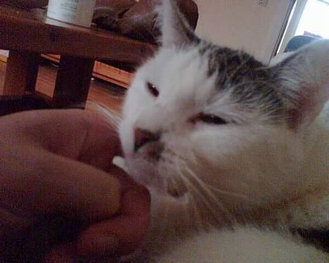 Huskat Cecil - nusse nusse nusse billede 2