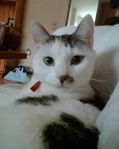 Huskat Cecil billede 3