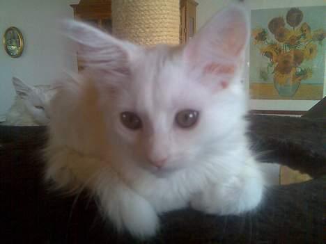 Maine Coon Missmiacoons Inca  - Et lille close up taget af prinsessen med min mobil  billede 11