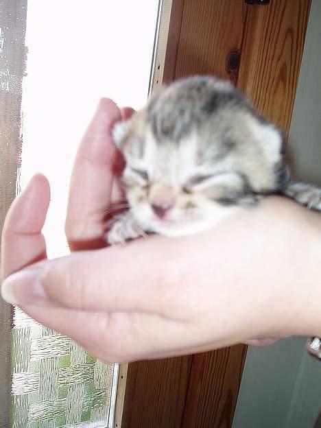 Blanding af racer Berta <,3  - Berta Som hel LILLE <3 Hn blev født den 16 Maj 2oo5..  Blev taget den 20 maj 2oo5 billede 17