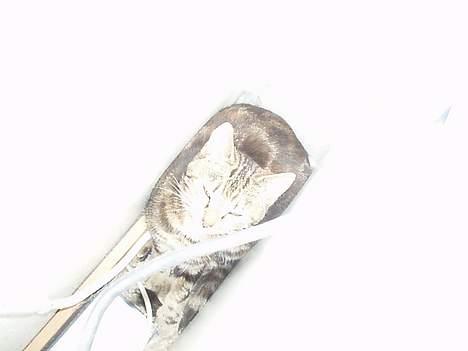 Blanding af racer Berta <,3  - Berta som der ALTID hopper ned bag min mor og fars computer , og kan aldrig komme op igen ! Så hun sider der nede og Mijaver , også  bliver jeg jo nød til at løfte hende op...... og hun bliver ved med det..... 2oo6 billede 18